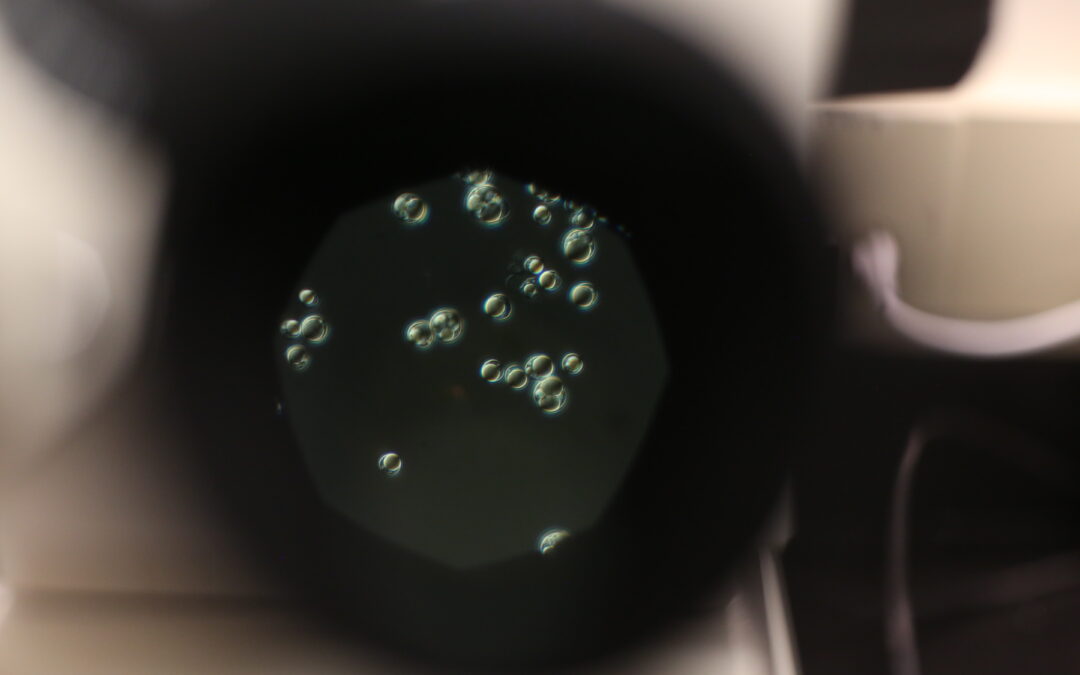 Why Prototheca moriformis Leads the Field in Microalgae Lipid Production