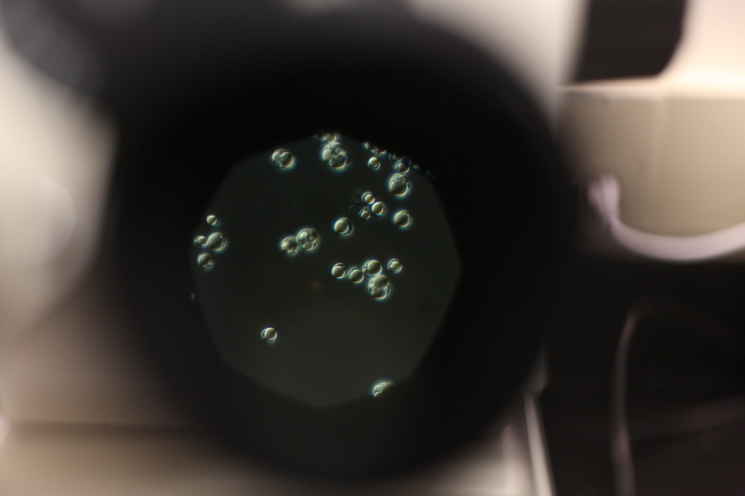 Why Prototheca moriformis Leads the Field in Microalgae Lipid Production